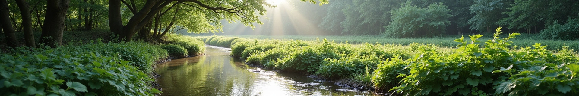 A serene natural landscape with soft morning light, symbolizing growth, purity, and sustainability.