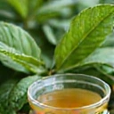 Green tea leaves and extracts